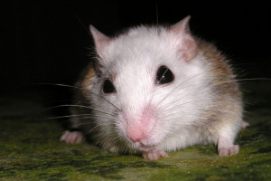 Мульти-лижна миша Мульти-лижна миша